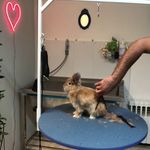 کلینیک دامپزشکی تریتامیرداماد