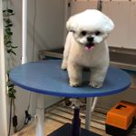 کلینیک دامپزشکی تریتامیرداماد