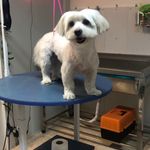 کلینیک دامپزشکی تریتامیرداماد