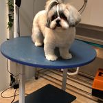 کلینیک دامپزشکی تریتامیرداماد