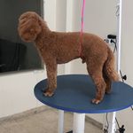 کلینیک دامپزشکی تریتامیرداماد