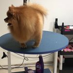 کلینیک دامپزشکی تریتامیرداماد