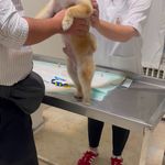 کلینیک دامپزشکی تریتامیرداماد