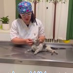 کلینیک دامپزشکی تریتامیرداماد