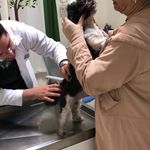 کلینیک دامپزشکی تریتامیرداماد