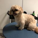 کلینیک دامپزشکی تریتامیرداماد