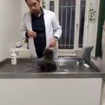 کلینیک دامپزشکی تریتامیرداماد