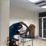 کلینیک دامپزشکی تریتامیرداماد