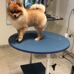 کلینیک دامپزشکی تریتامیرداماد