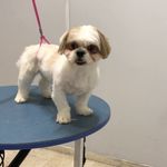 کلینیک دامپزشکی تریتامیرداماد