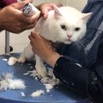 کلینیک دامپزشکی تریتامیرداماد