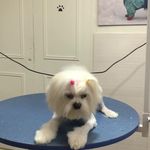 کلینیک دامپزشکی تریتامیرداماد