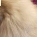 کلینیک دامپزشکی تریتامیرداماد