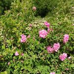 عرقیات گیاهی و محصولات ارگانیک طاهر