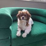 پانسیون و پت شاپ افروپت