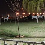 فروردین
