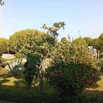 مجتمع آموزشی, رفاهی نارنجی