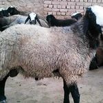 گوسفند وبره نر چاق گوشتی جهت مراسمات