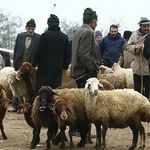 گوسفند وبره نر چاق گوشتی جهت مراسمات
