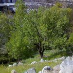 روستای تاریخی صور (دهکده معماری صخره ای)