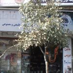 دکتر احد لطف اله زاده