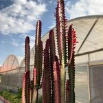 کاکتوس میرزا