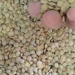 فروش حبوبات اعلا