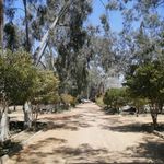 باغ گیاه‌شناسی تیس