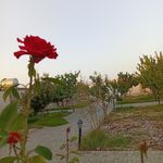 اجاره باغ ویلا اقاقیا