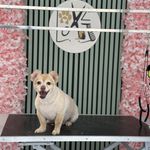 آرایشگاه حیوانات خانگی لاو لی پت