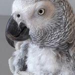 کلینیک تخصصی دامپزشکی دکتر ذاکریان