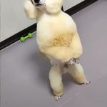 آرایشگاه حیوانات خانگی ادریس پت گرومینگ