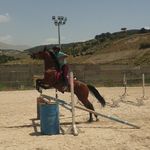 آموزش سوارکاری پرهام