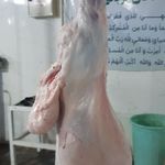 مواد پروتئینی و گوسفند زنده گلستان