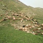 گوسفندزنده