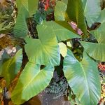 گلکده باران