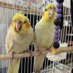 مجتمع درمانی دامپزشکی مهر(دکتر عباسی)