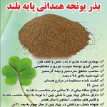فروش انواع بذر یونجه اصلاح شده موسوی