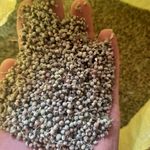 گیاهان دارویی و درمانی آروین