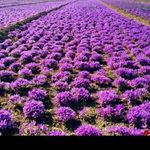 زعفران سلطانی