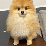 هتل پانسیون حیوانات خانگی پودی پت