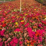 گل سرای عادل