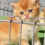 لونااولین فروشگاه تخصصی فروش سگ