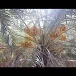فروش خرمای عمده پورفریحی