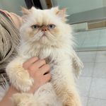 درمانگاه دامپزشکی های پت