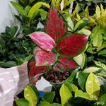 گلکده ترنج گل و گیاه آپارتمانی