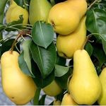 نهالستان آرش محمدپور