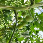گلخانه سبزی و صیفی‌جات محسن دهقانی