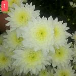 نشاء خانه انواع گل شاخه بریده