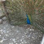 پرورش و فروش پرندگان زینتی جعفری